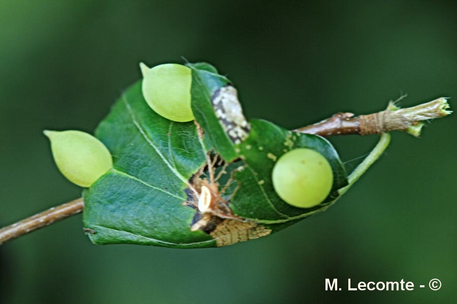 Galles sur le hêtre (Fagus sylvatica)