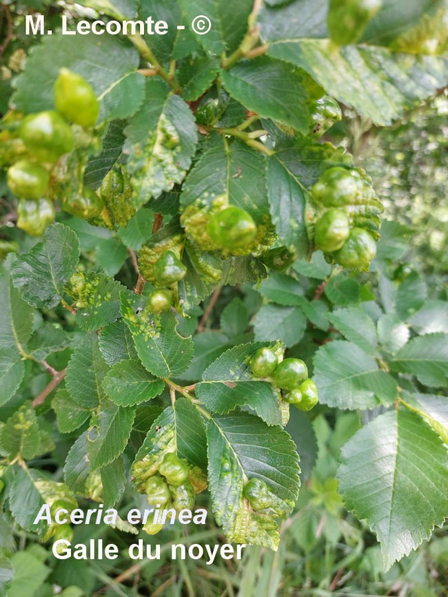 Galle sur le noyer (Juglans regia)