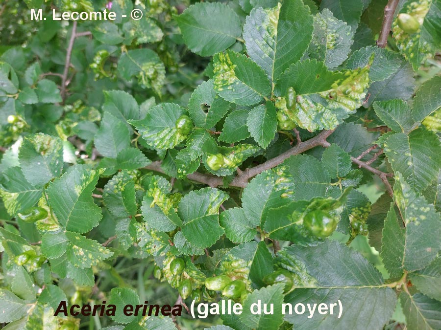 Galle sur le noyer (Juglans regia)