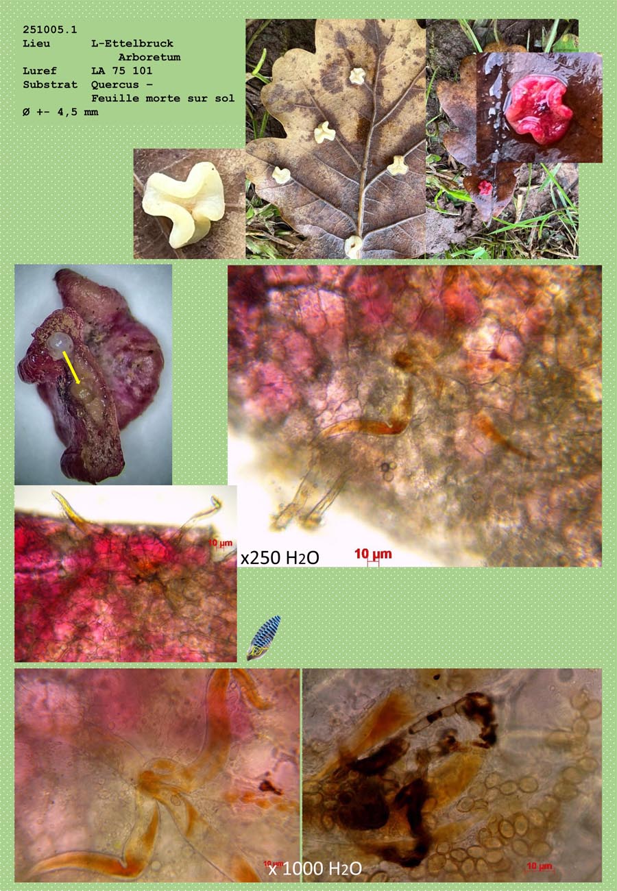 Neuroterus albipes reflexus sur Quercus sp.