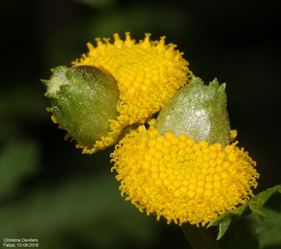 Rhopalomyia tanaceticola