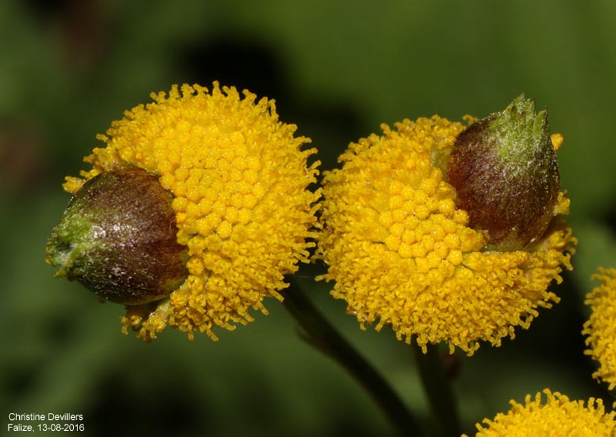 Rhopalomyia tanaceticola