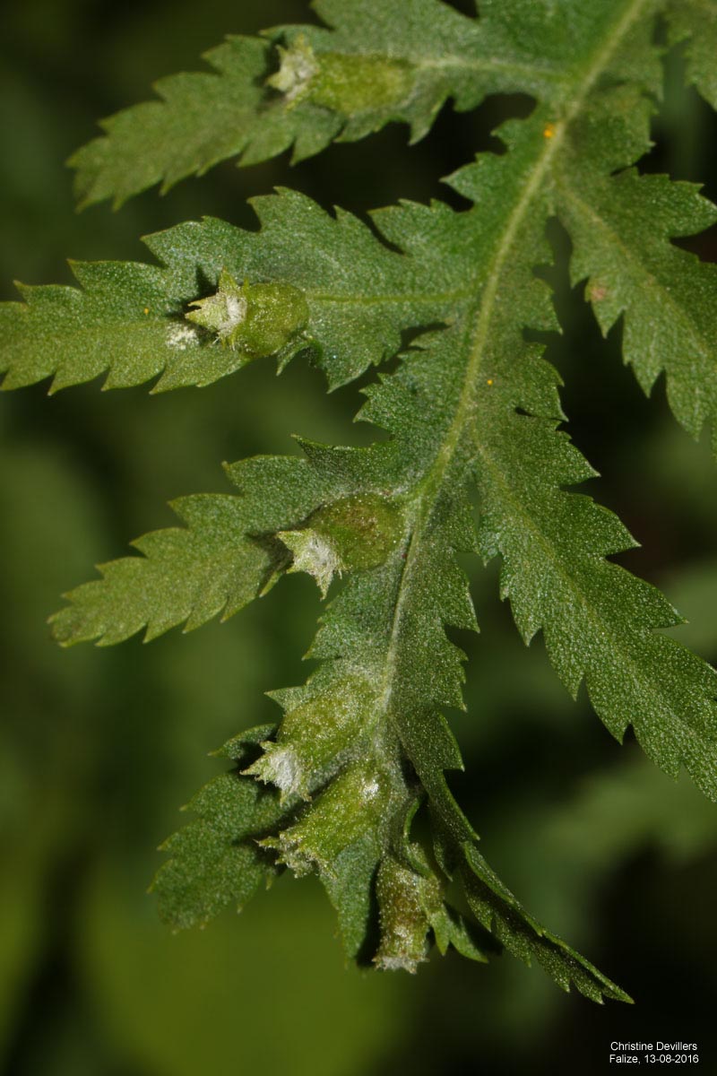 Rhopalomyia tanaceticola