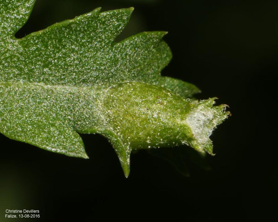 Rhopalomyia tanaceticola