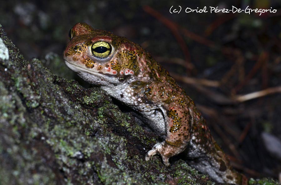 Bufo calamita