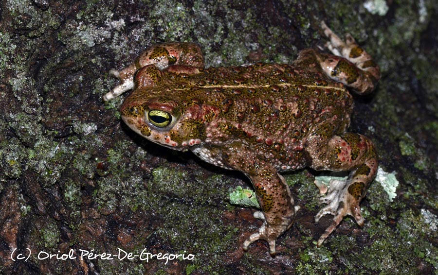 Bufo calamita