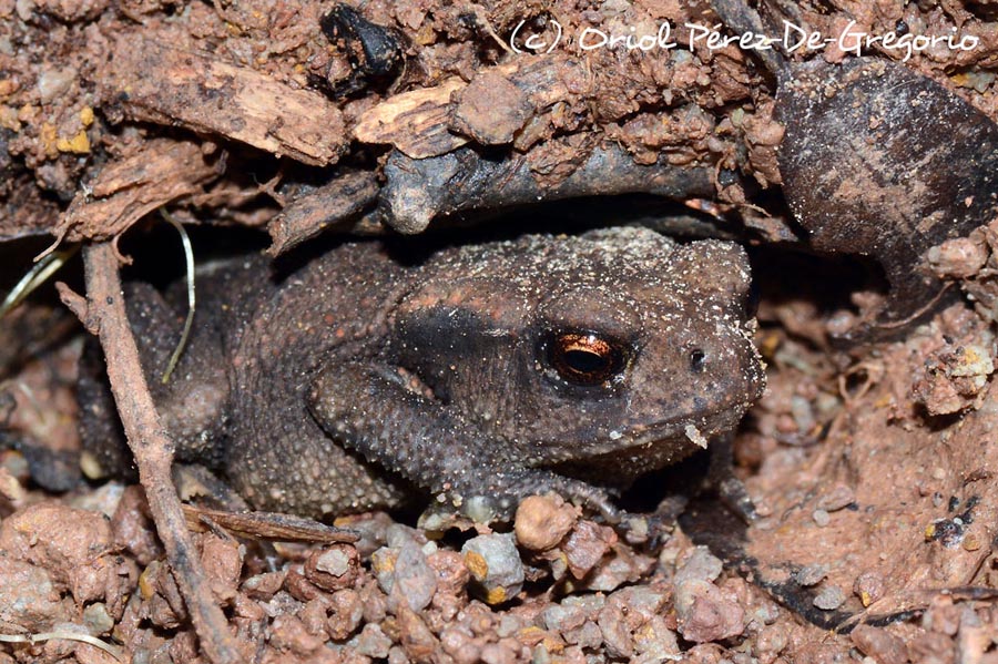 Bufo spinosus