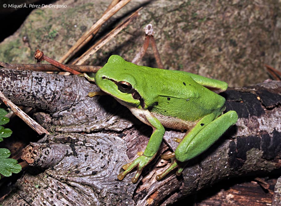 Hyla meridionalis