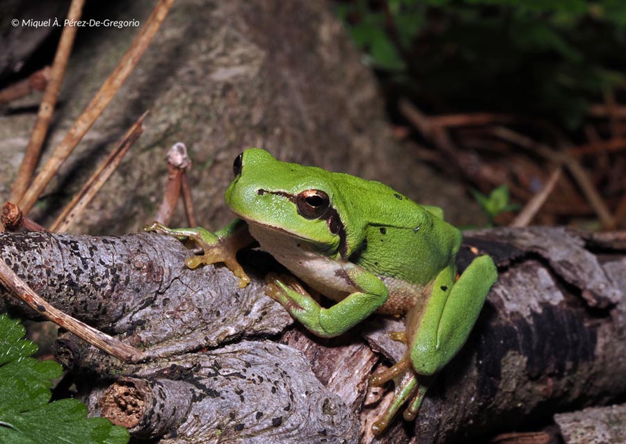 Hyla meridionalis