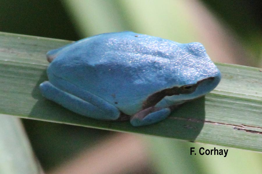 Litoria caerulescens