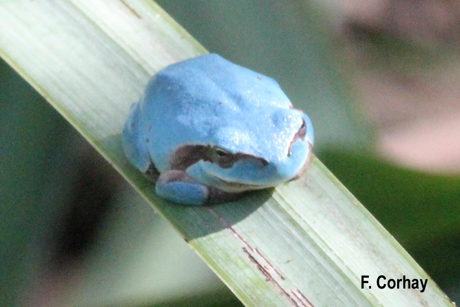 Litoria caerulescens