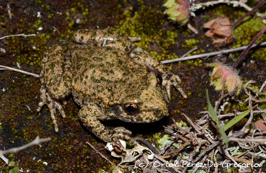 Pelodytes punctatus