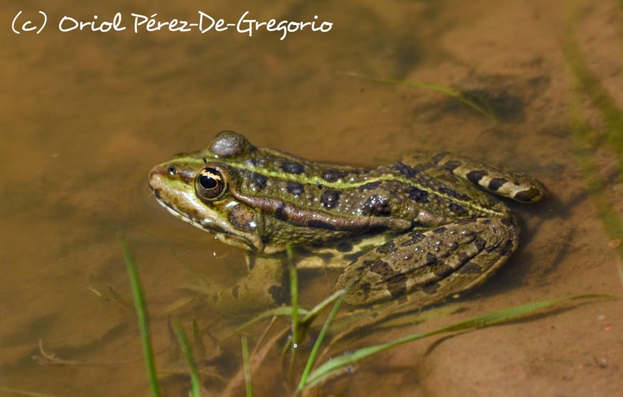 Pelophylax perezi