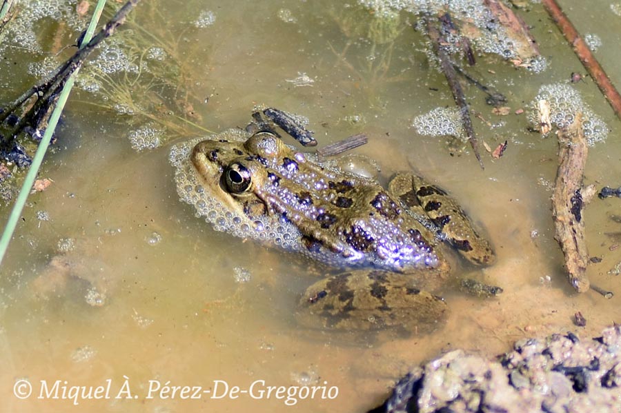 Pelophylax perezi