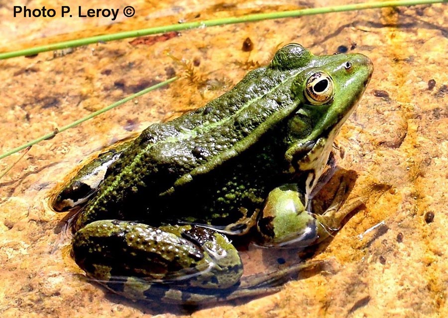 Rana esculenta