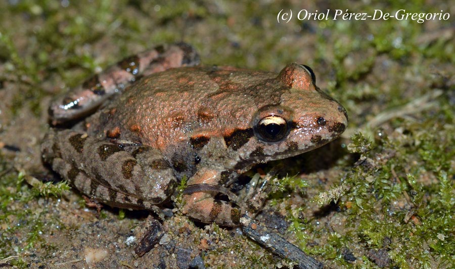 Rana temporaria (grenouille rousse)