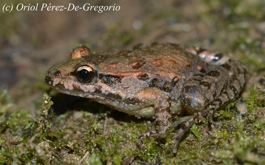 Rana temporaria (grenouille rousse)