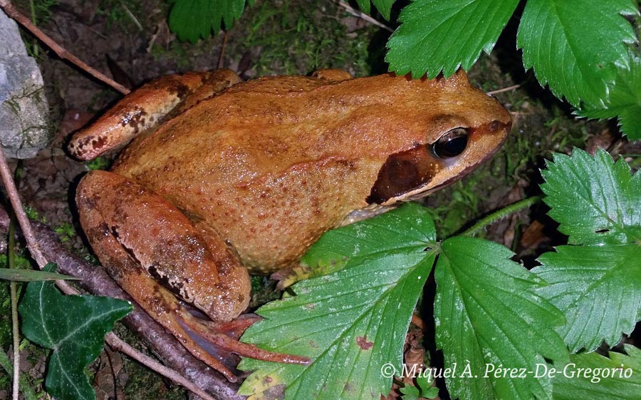 Rana temporaria