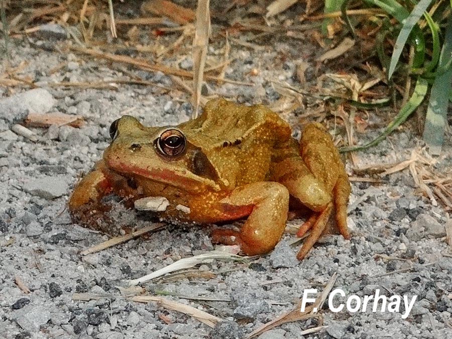 Rana temporaria (grenouille rousse)