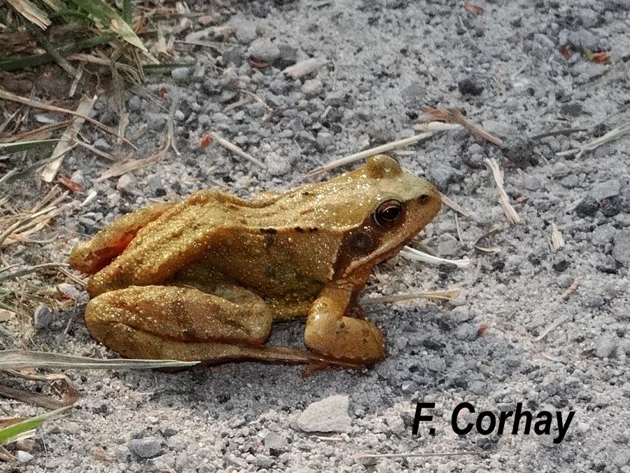 Rana temporaria (grenouille rousse)