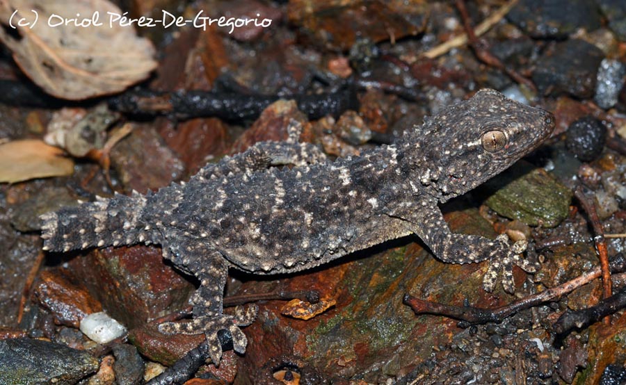 Tarentola mauritanica