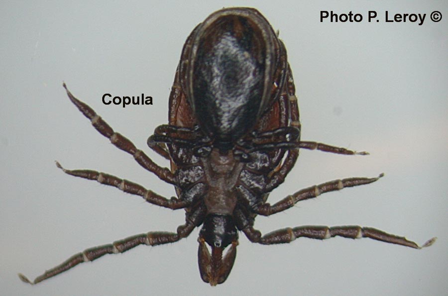 Ixodes sp. (P. Leroy)