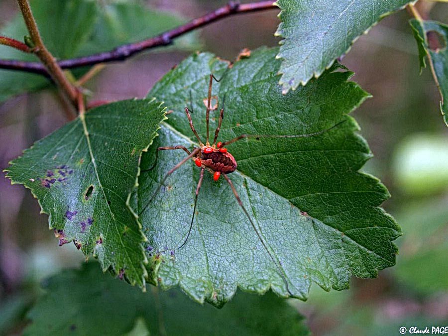 Acarien sur une araignée