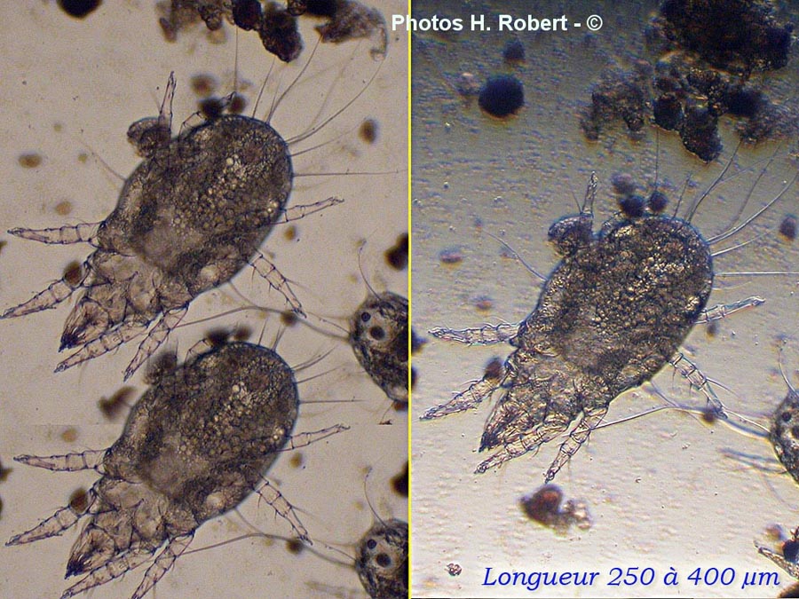 Acarus siro, acarien du fromage