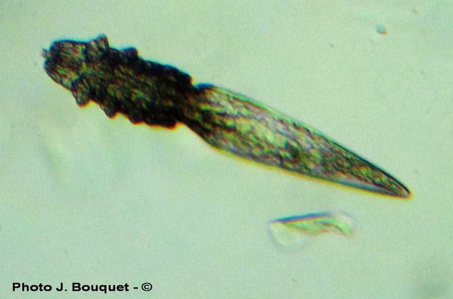 Demodex canis