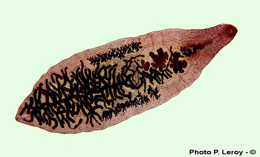 Dicrocoelium dendriticum