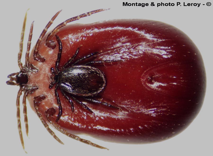 Ixodes rivinus