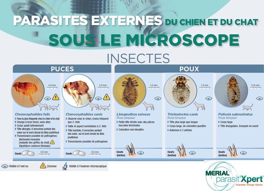 Parasites ext. du chien et du chat