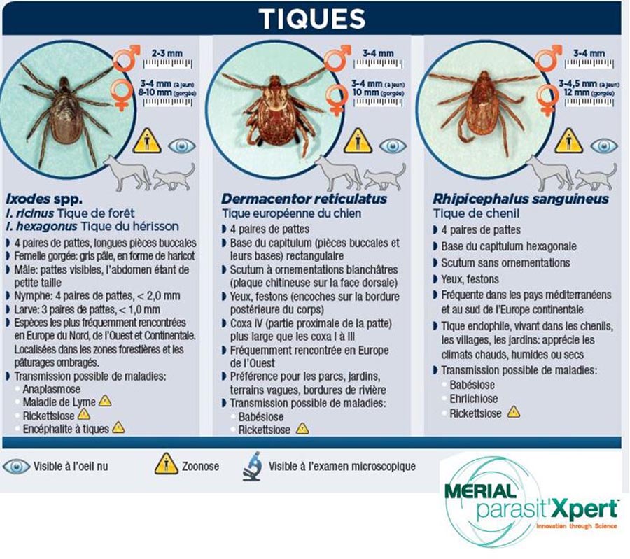 Parasites ext. du chien et du chat