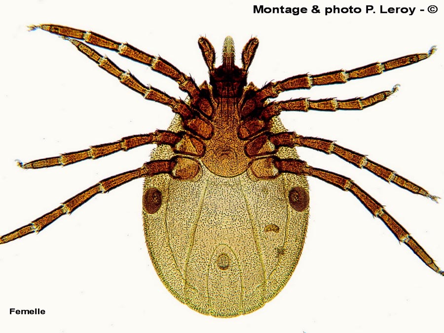 Pholeoixodes hexagonus