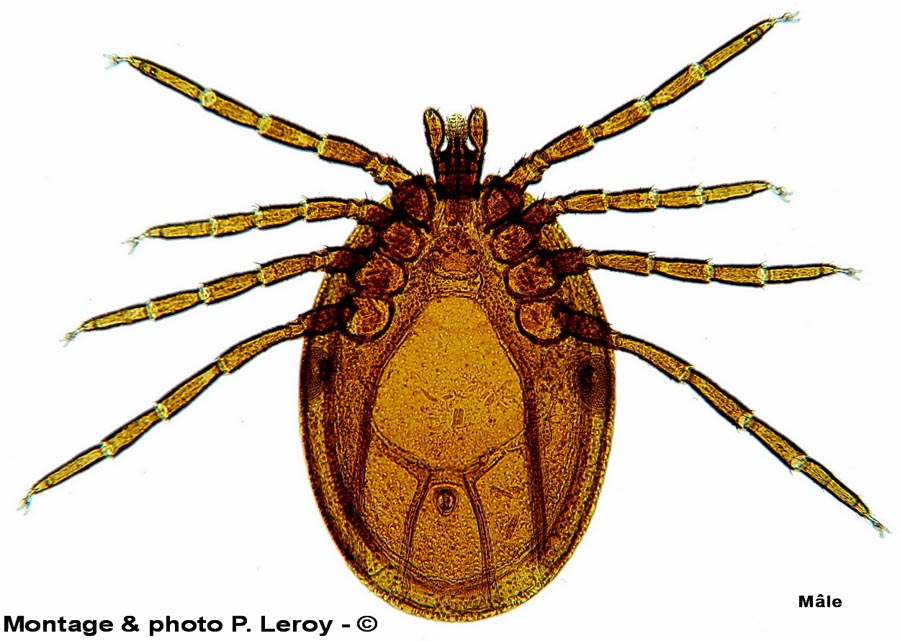 Pholeoixodes hexagonus