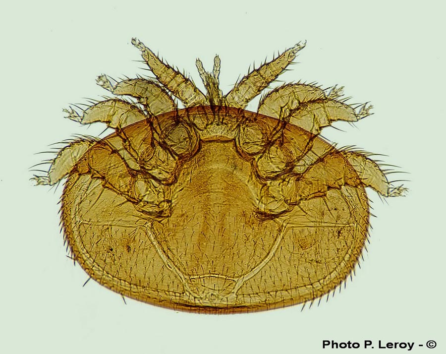 Varroa destructor