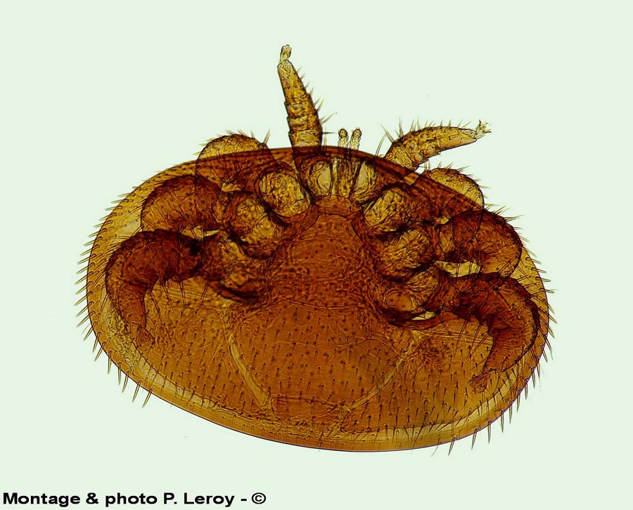 Varroa destructor