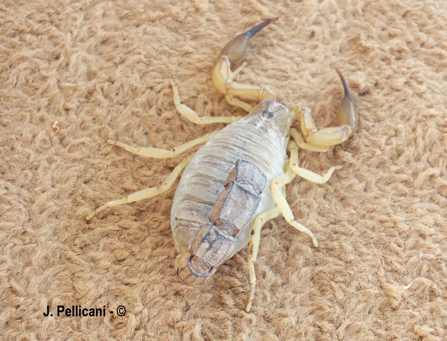 Androctonus mauritanicus (scorpion à grosse queue du Maroc)