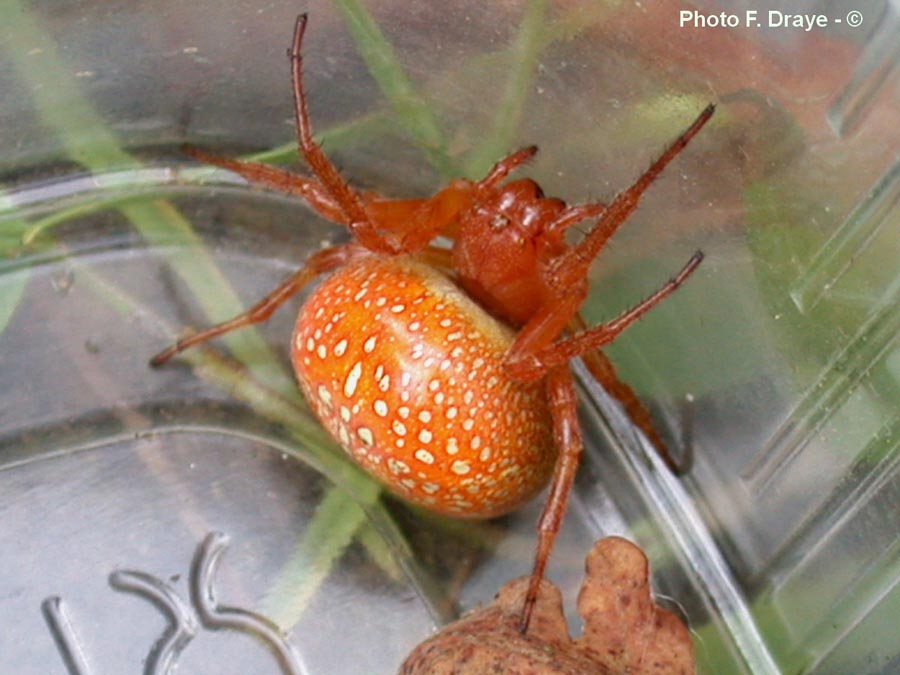 Araneus alsine