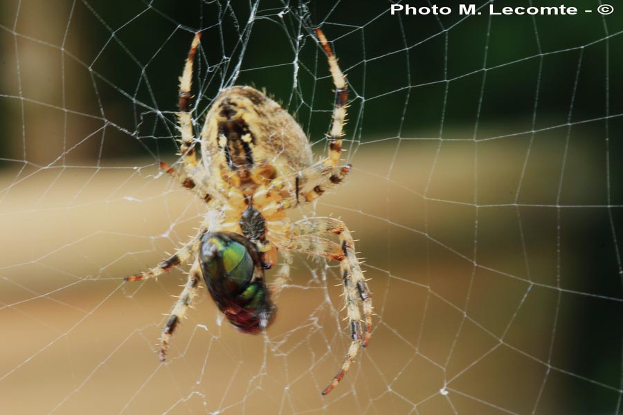 Araneus diadematus (épeire diadème)