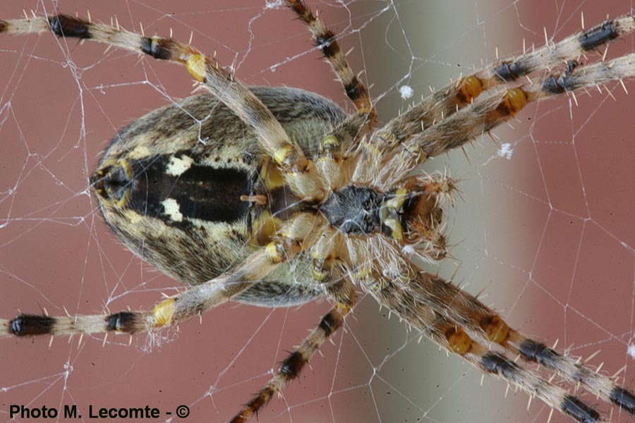 Araneus diadematus (épeire diadème)