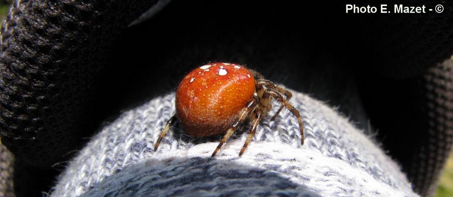 Araneus quadratus