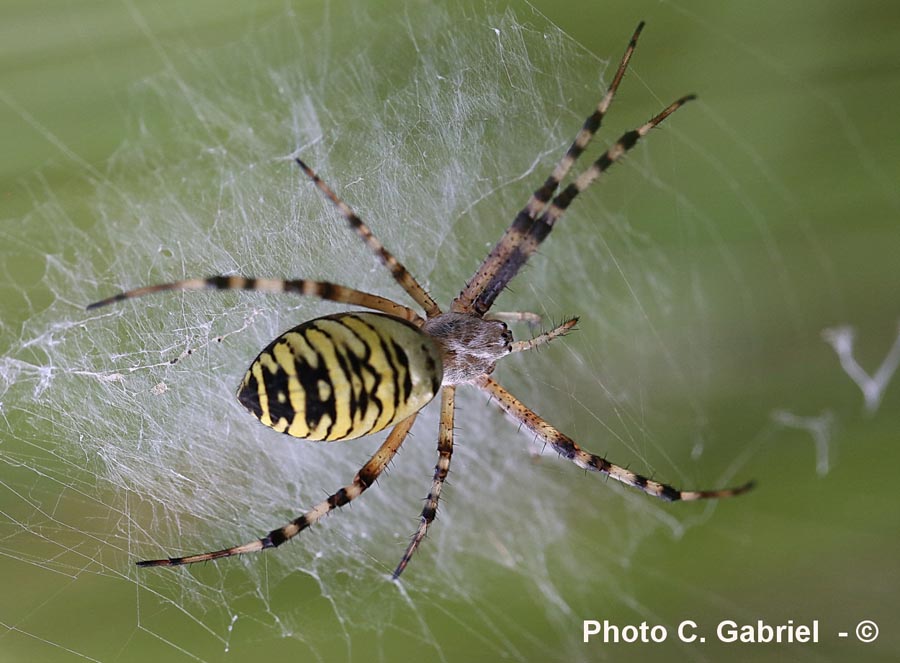 Argiope bruennichi