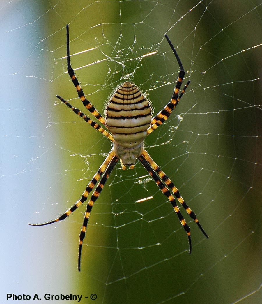 Argiope trifasciata