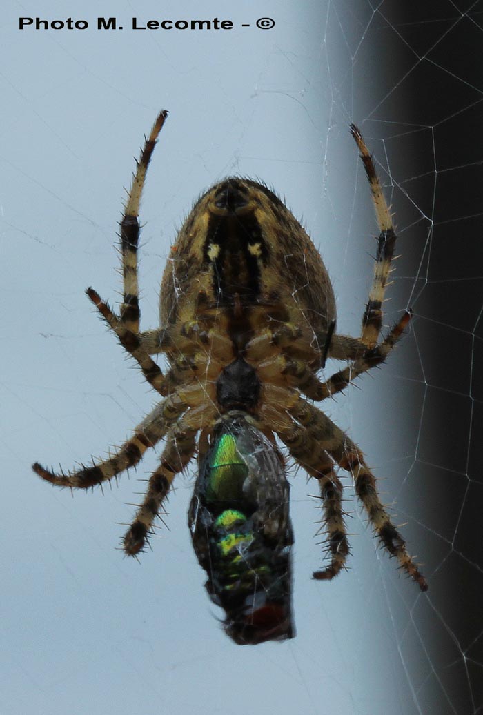 Araneus diadematus (épeire diadème)