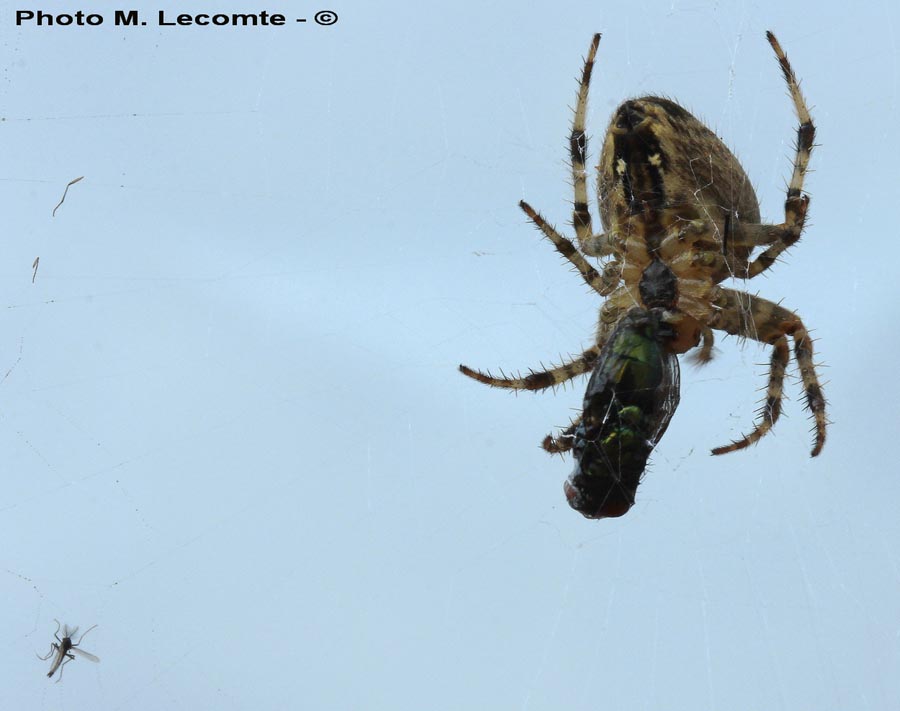 Araneus diadematus (épeire diadème)