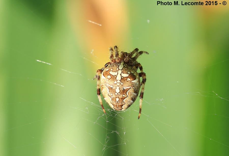 Araneus diadematus (épeire diadème)