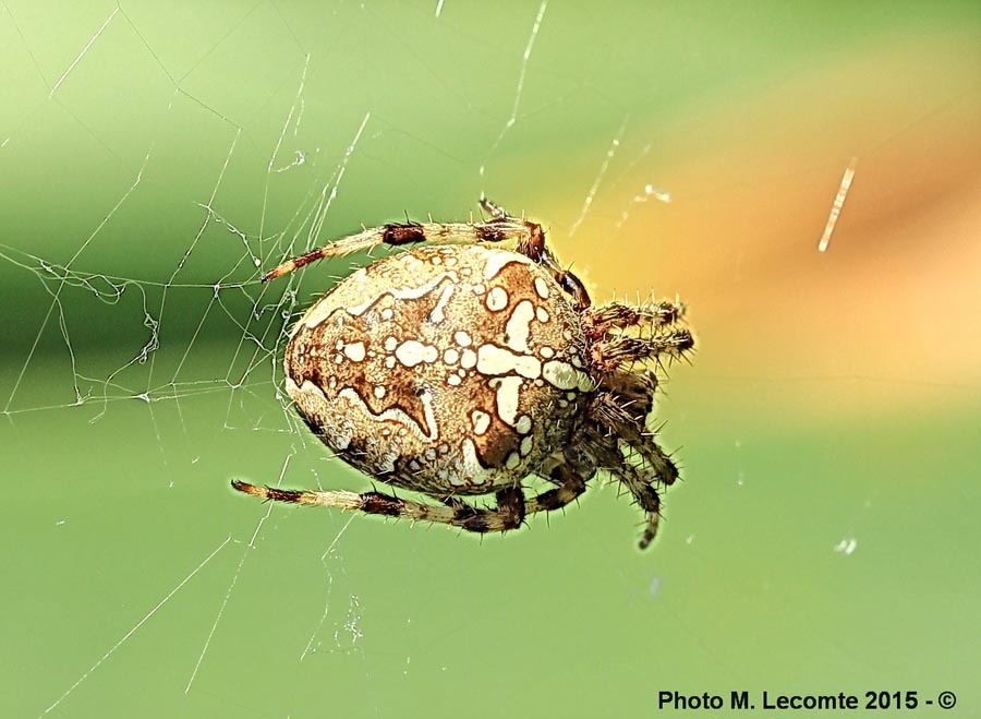 Araneus diadematus (épeire diadème)