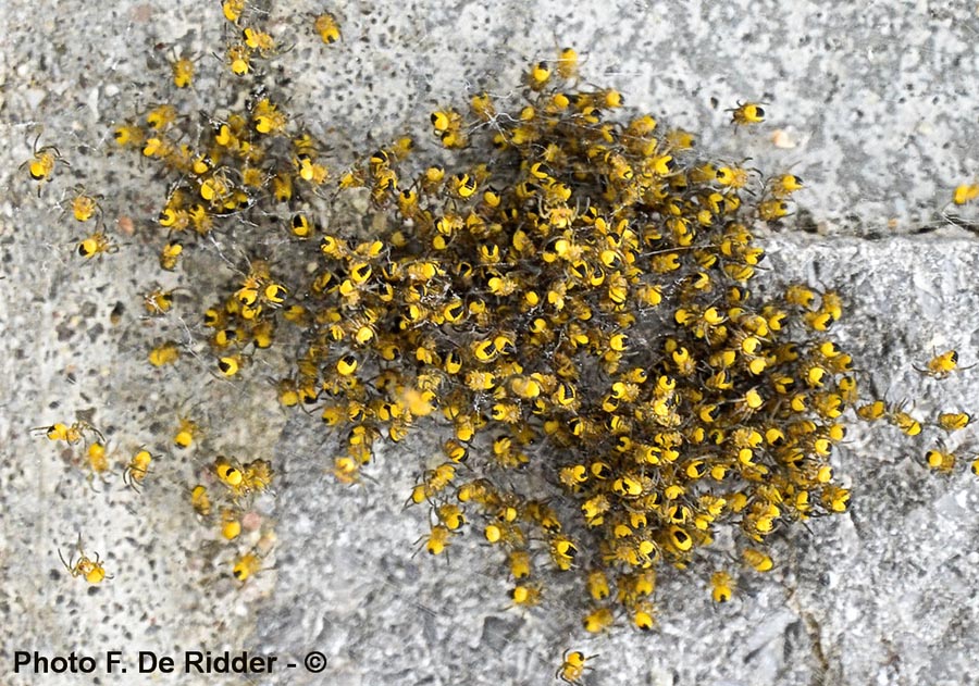 Araneus diadematus (épeire diadème)