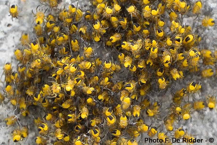 Araneus diadematus (épeire diadème)